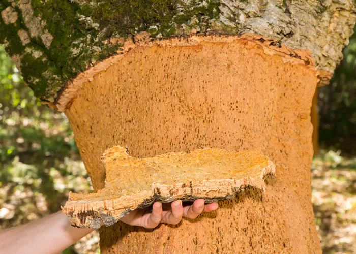 cork: A versatile, durable material cork: A versatile, durable material
