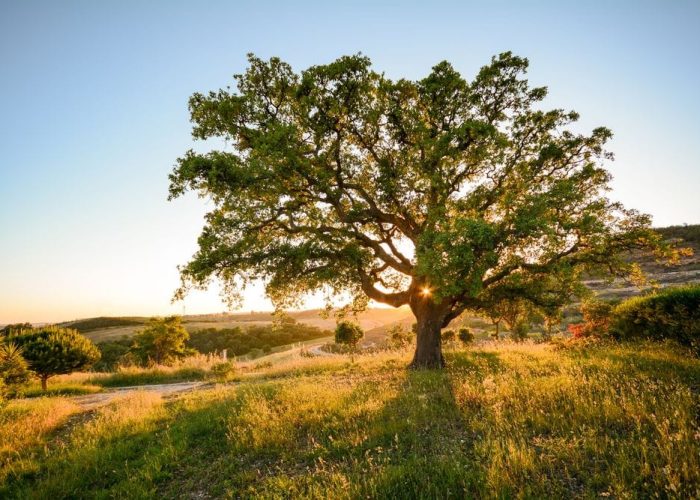 Les avantages environnementaux du liège : une ressource renouvelable et biodégradable
